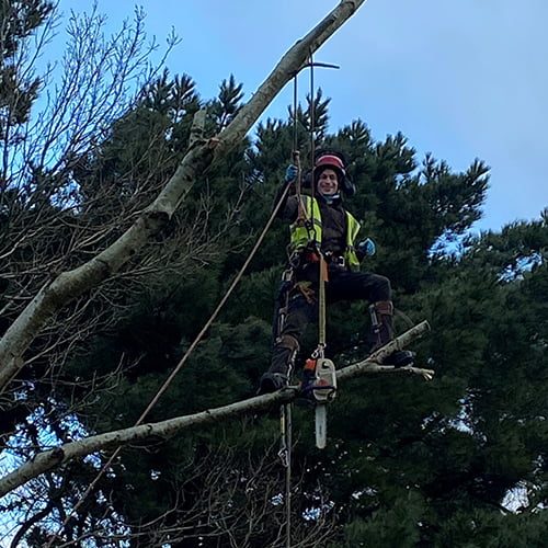 Thane, arbortist for Weymouth Town Council